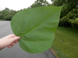 honeyvibe:  quik:  big leaf &amp; rainy day  oh sweet a lovely dresser