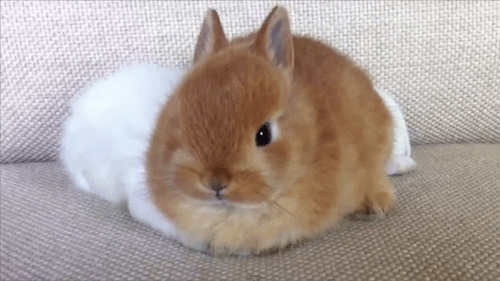 darkgreenmeadow:  Little bunnies  masterdean94