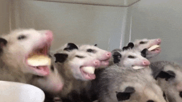possumoftheday:Today’s Possums of the Day have been brought to you by: Bananas!