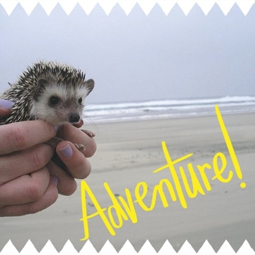 recordyearforrainfall:  sweeterparadise:  poooooooopooppoppppoopy-deactiv:  meet biddy, the traveling hedgehog, who loves adventure! and car rides. and snow. and people. and waterfalls!   The cutest. 