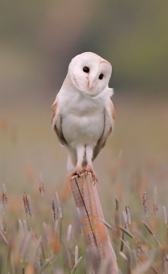 beautiful-wildlife:Barn Owl by © wildmanrouse
