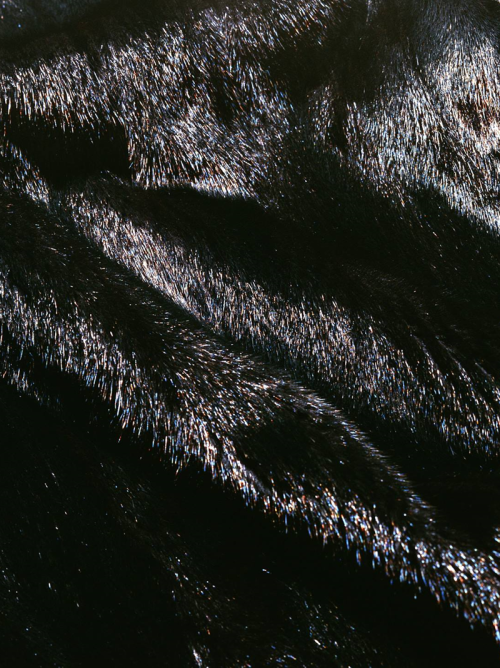 Fleurs D'ombre