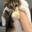 ollietheorange