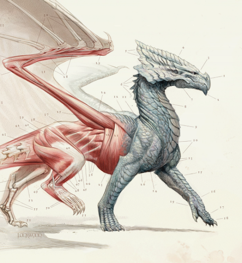 madnessmadness: pandoraas: Natural History of Dragons Series by Marie Brennan Art by Todd Lockwood T