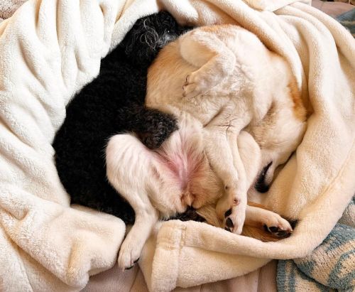 * We don’t wanna wake up . . ぐるぐる。 起きようね。 #shiba#shibainu#glaucomadog#dogislove#uni#unihalo#柴犬