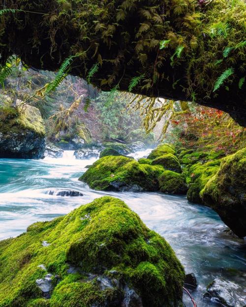 amazinglybeautifulphotography:Mossy rocks and bluish waters at Olympic National Park, WA, USA. [oc][