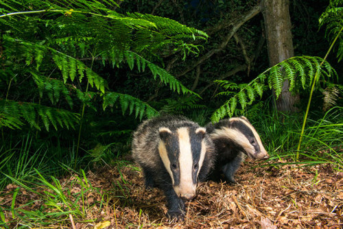 :  Badgers by James Warwick  adult photos