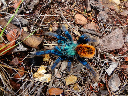 onenicebugperday:North American cobalt tarantula, Aphonopelma mooreae, Theraphosidae Found in Sonora