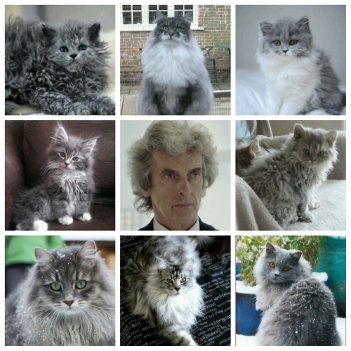 drwhoboards: Doctor Who moodboard: Twelfth Doctor + fluffy cats (requested by: anon)