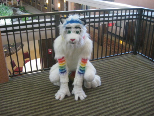 #Fursuit #Fursuiter #Rainbow Tiger