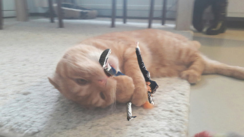 rainyplier:  markiplier the fearless cat tamer  may he rest in peace 