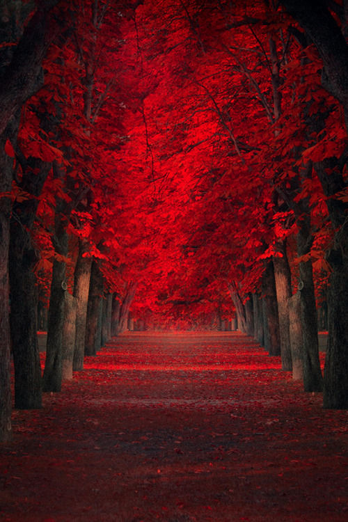 plasmatics:  Endless Passion by Ildiko Neer |(Website) 