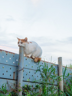 safetytank:  i mISTOOK THE POLE CAP FOR PART