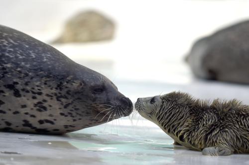 fuckyeahpinnipedia: Nacen focas gemelas en el acuario “Sunasia Ocean World” de China ‪(Twin seals 