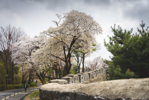 rjkoehler:Cherry blossoms on Namsan Mountain.