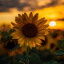 aurum-garden