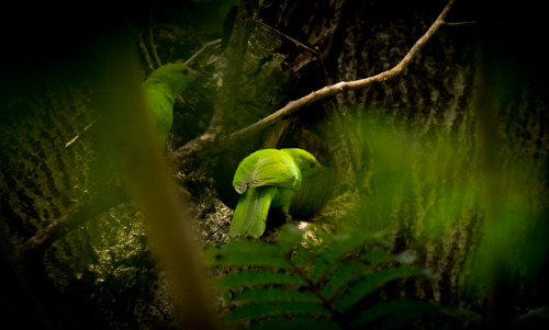 trexkamal:Jerdon’s Leafbird (Chloropsis jerdoni)