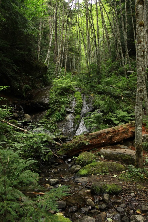 burningmine:Goat Lake Trail, August 2019