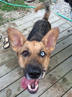 handsomedogs:  Luna the german shepherd / husky