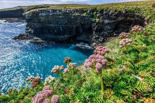 Enderby IslandIn my last post, I wrote about the Snares Islands (see http://bit.ly/2alCF8x) – the fi