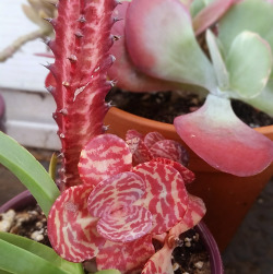 sweetsucculents:  roygbv