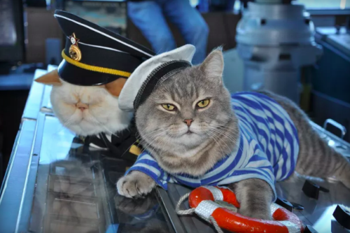 theverge:The very intelligent business people at VODOHOD River Cruises have hired two cats to overse