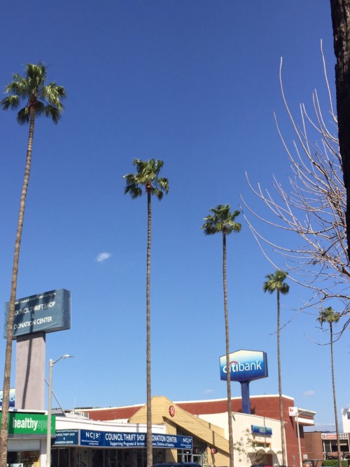 Five palms, and ugly buildings. Studio City, Los Angeles, California. March, 2016.