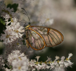 gardenofgod:Glasswing Butterfly (Greta Oto),