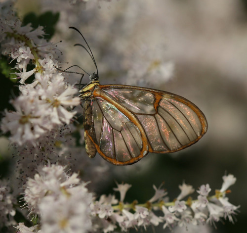 gardenofgod:Glasswing Butterfly (Greta Oto), byceferreira.