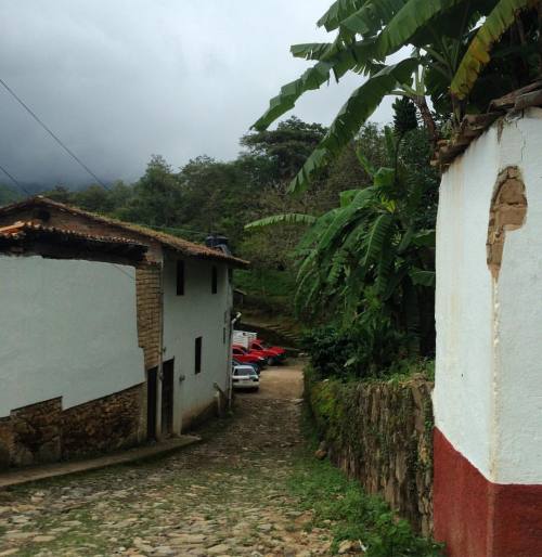 Banana trees #Mexico #sansebastian