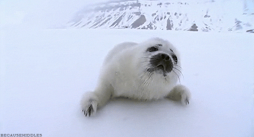 gwendolynstacy:  i don’t think it’s possible for baby harp seals to be more adorable if they tried:  just look at   their little bodies!  and noses!?!?!  and their big eyes!!!  and the way they slide all over   and thIS ONE???  IT’S SMILING