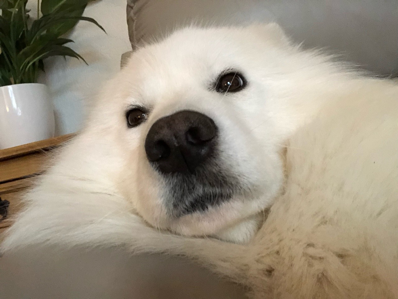 cloudthesamoyed:large mood