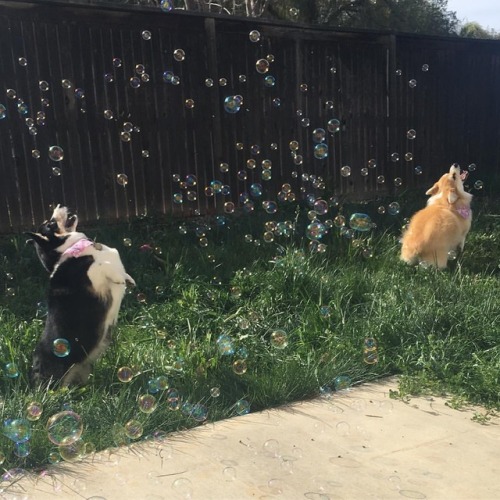 Our planet calls #corgi #fluffycorgi