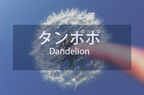 タンポポ　｜　たんぽぽ　｜　Dandelion