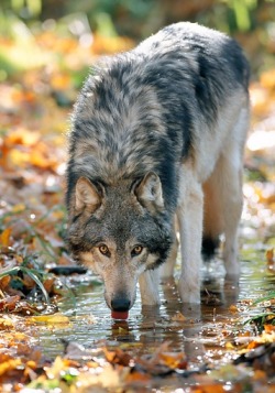 wolveswolves:  Gray wolf (Canis lupus) drinking from a puddle in Hardwood Forest Northern Minnesota Picture by Daniel J. Cox.