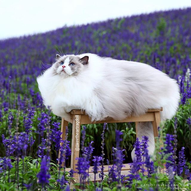 catsofinstagram:  From @sweetheartragdoll: “Do I look like a cloud?” #catsofinstagram