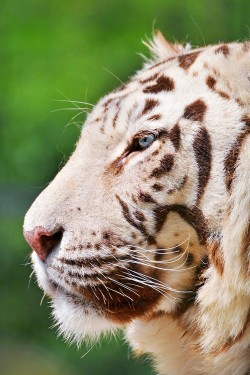 wonderous-world:  White tiger profile by