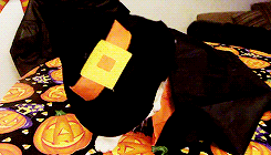kittycatdaily:  Happy Halloween! 