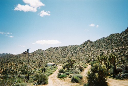 unconditionallystrange: Joshua Tree, California.