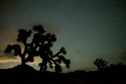gulyamani:  Starry night after stormy day at Joshua Tree National Park.  So excited to camp here later this month!!