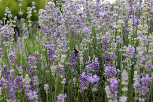 elkinei: bumblebees love lavender