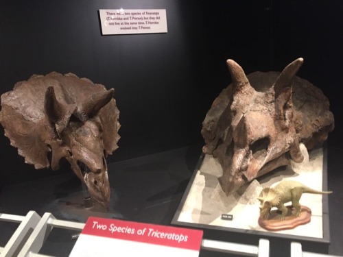 The Museum of the Rockies has the world’s largest collection of Triceratops, almost all found in Mon