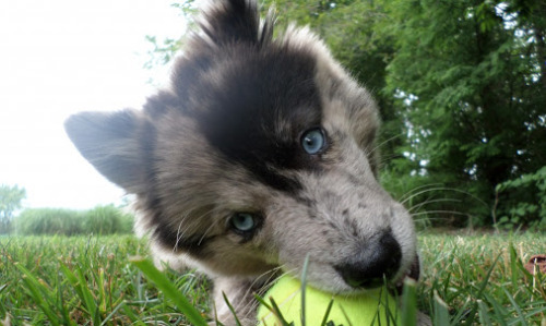 Pomsky Information and Guide to Owning - Pomsky Princess plus.google.com/1182244716666056367