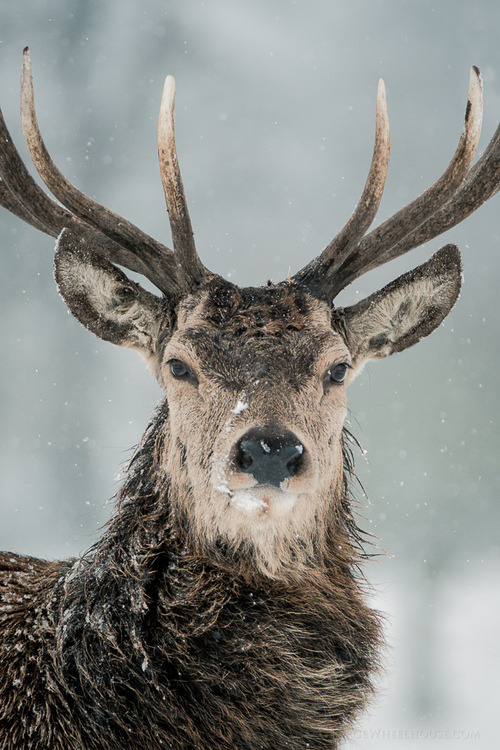 wonderous-world:  Winter Portrait by Old Man George 