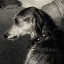 dying-mutt