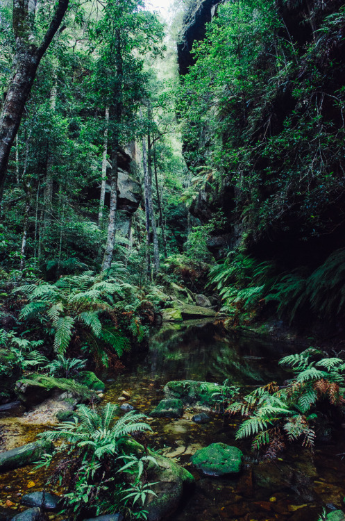 mirroredphotography: Grand Canyon (Blue Mountains)Next time its open I am going to have to walk thro