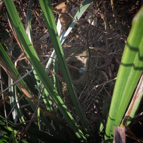 A dunnock’s nest, with an egg, pointed out to me by the on sight ecologist, who’s job it was to spot