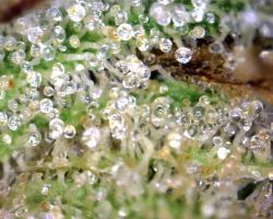 glass-sandwich:  Trichomes from a microscopic