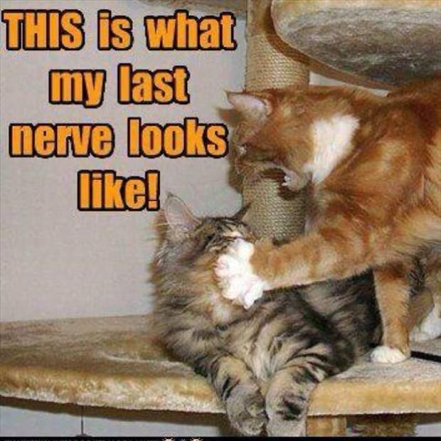 Hold still while I smack you with it