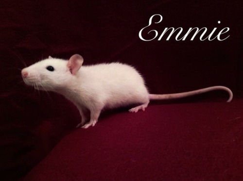 We lost our little Emmie this week… She wasn’t even two years old. She was such a sweet